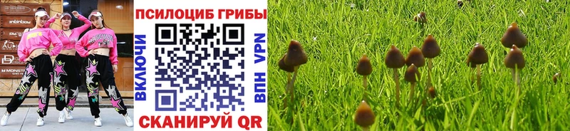 блэк спрут   Ставрополь  Псилоцибиновые грибы Psilocybe 